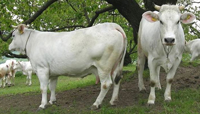 Bovine di razza Bianca Modenese