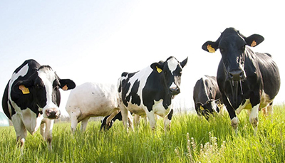 Bovine di razza Frisona al pascolo